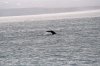 whalewatching2.jpg